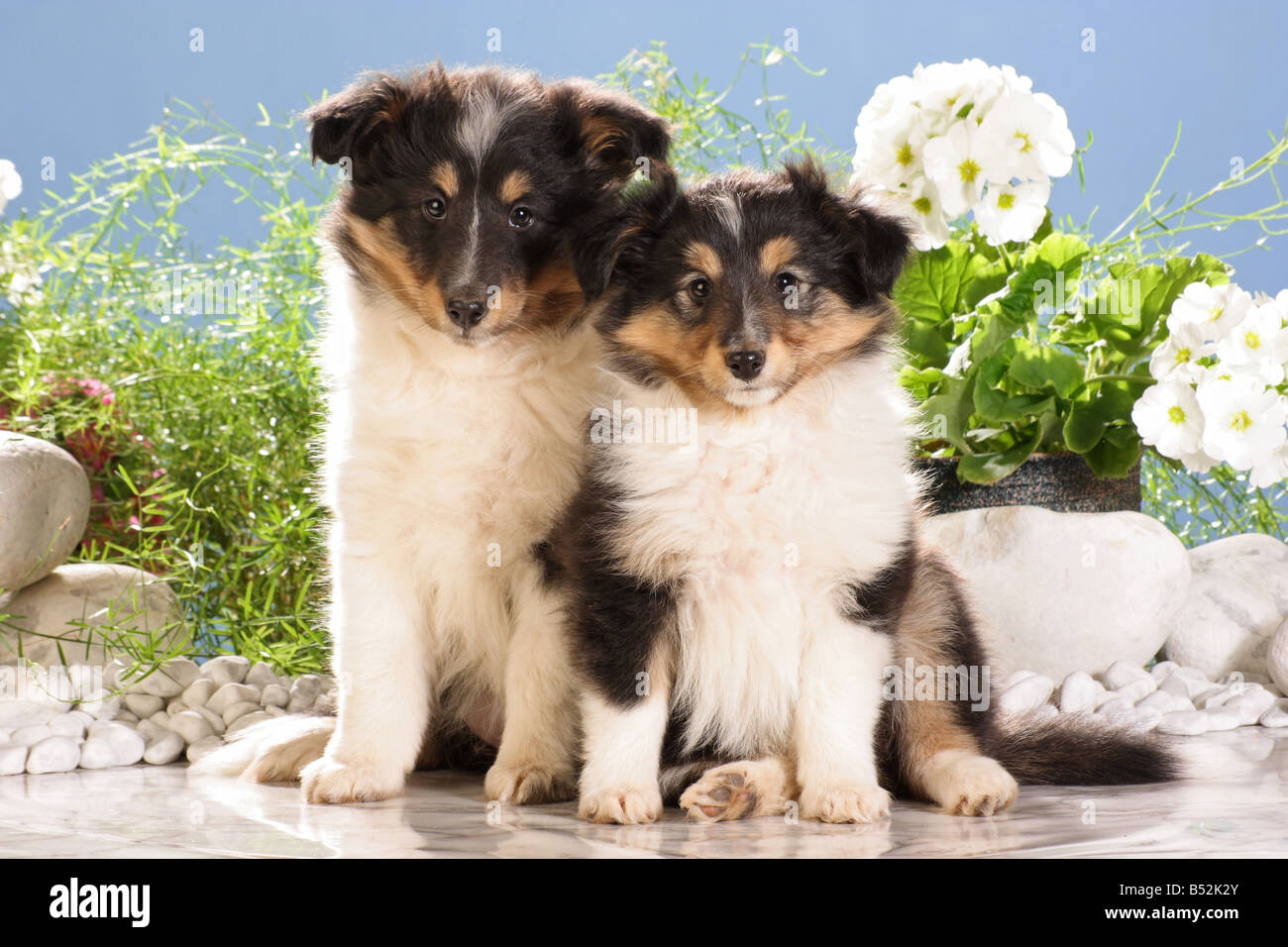 two sheltie puppies - sitting Stock Photo