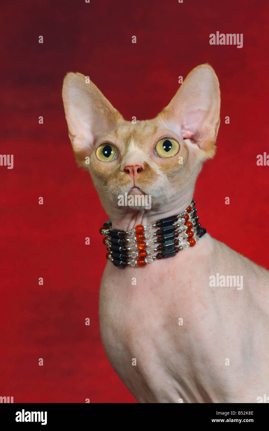 sphynx cat portrait Stock Photo Alamy
