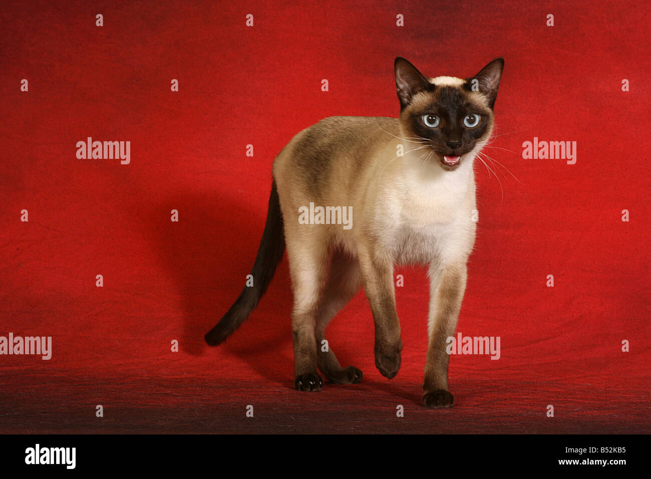 thai cat - stehend Stock Photo