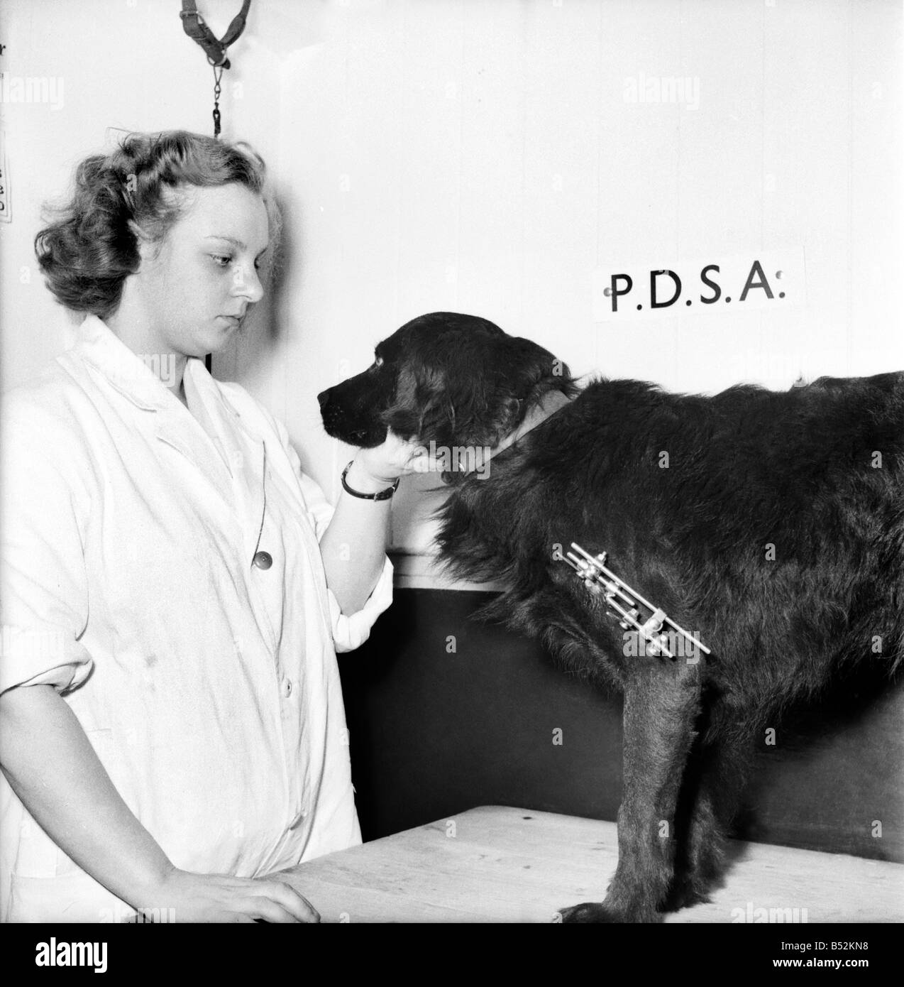 Vet attends to a dog with a broken leg at the P. D. S. A. Centre, Woodford, Essex. August 1952 C4044-001 Stock Photo