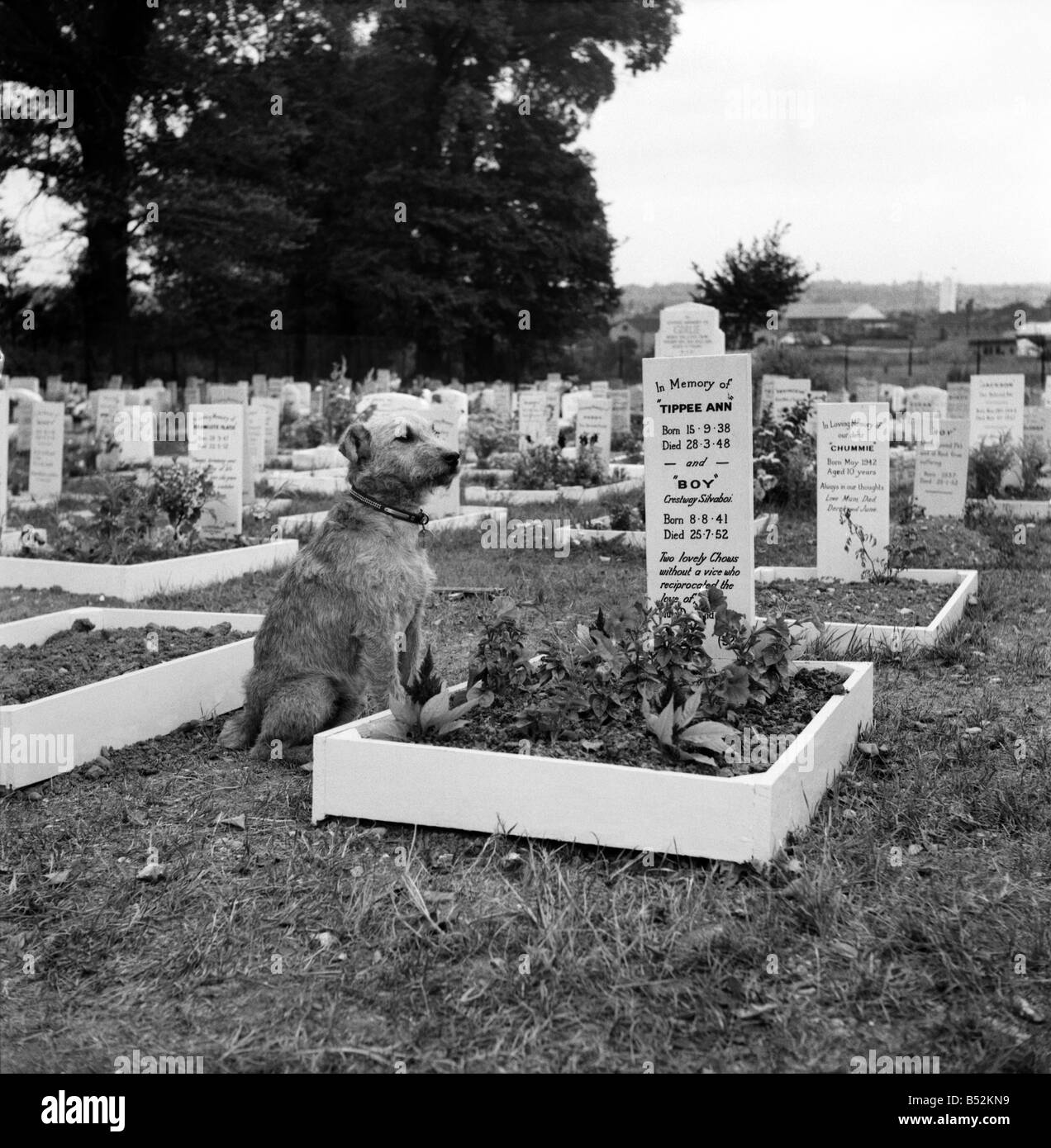 A dog sits beside the grave at the Dogs Cemetery at  P. D. S. A. Centre, Woodford, Essex. August 1952 C4044 Stock Photo