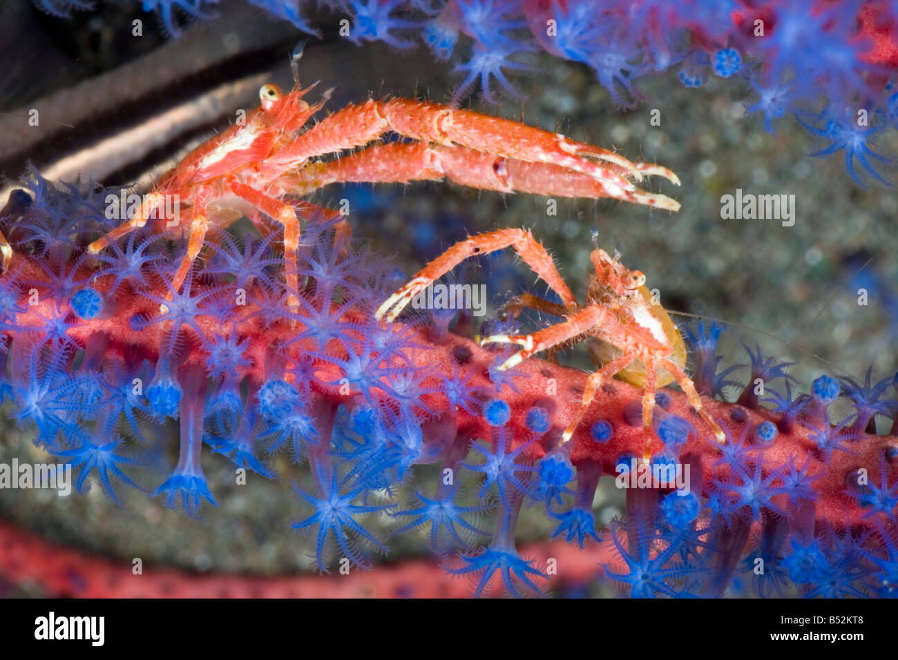 A pair of squat lobsters, Galathea sp, photographed at night on gorgonian coral, Komodo, Indonesia. Stock Photo