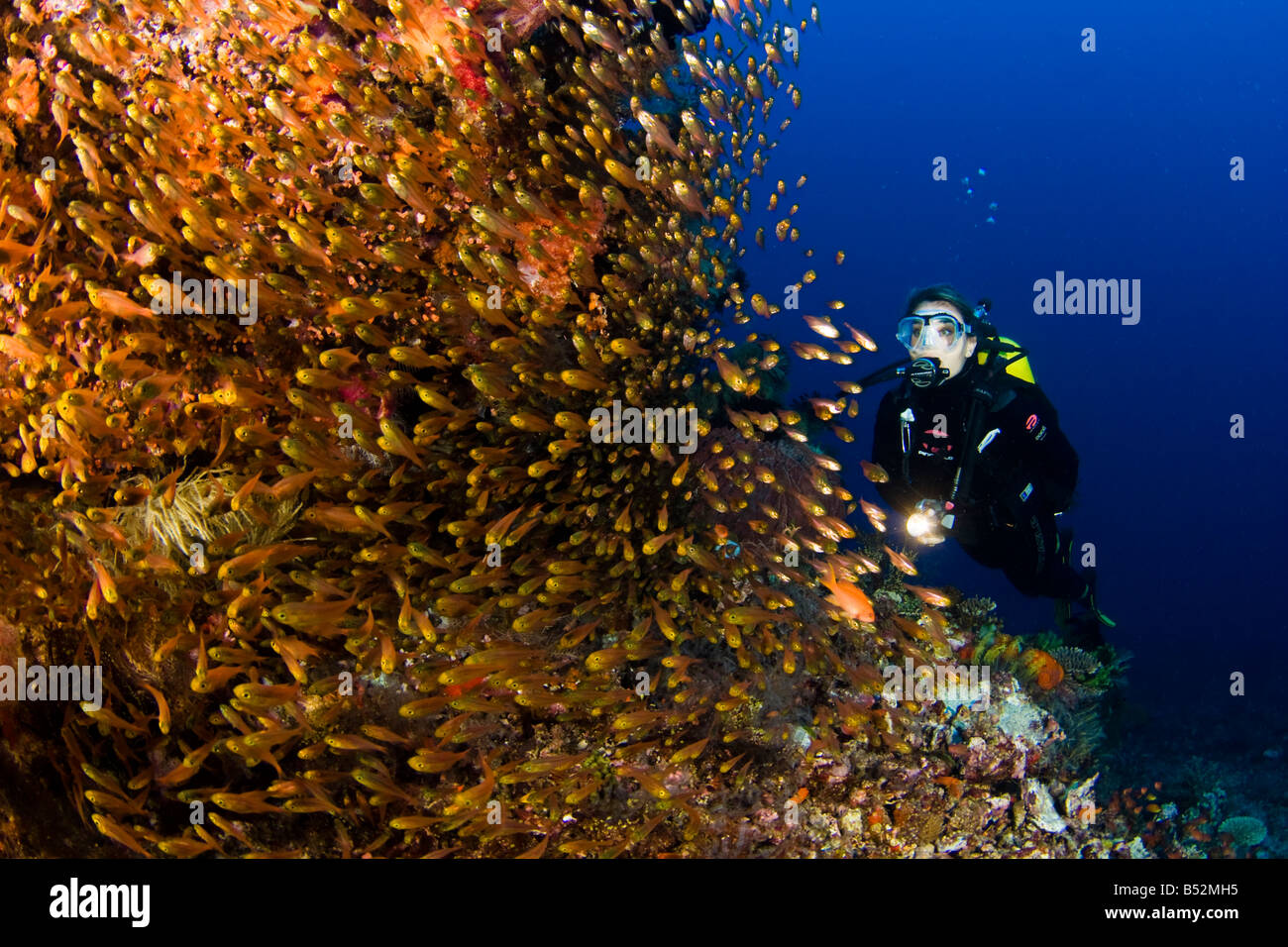 Diver and yellow glassy sweepers, Parapriacanthus ransonneti, Komodo, Indonesia. Stock Photo