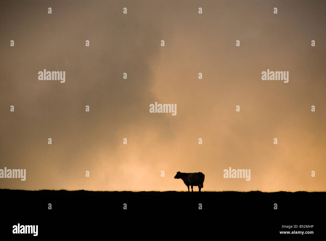 Cow silhouetted Stock Photo