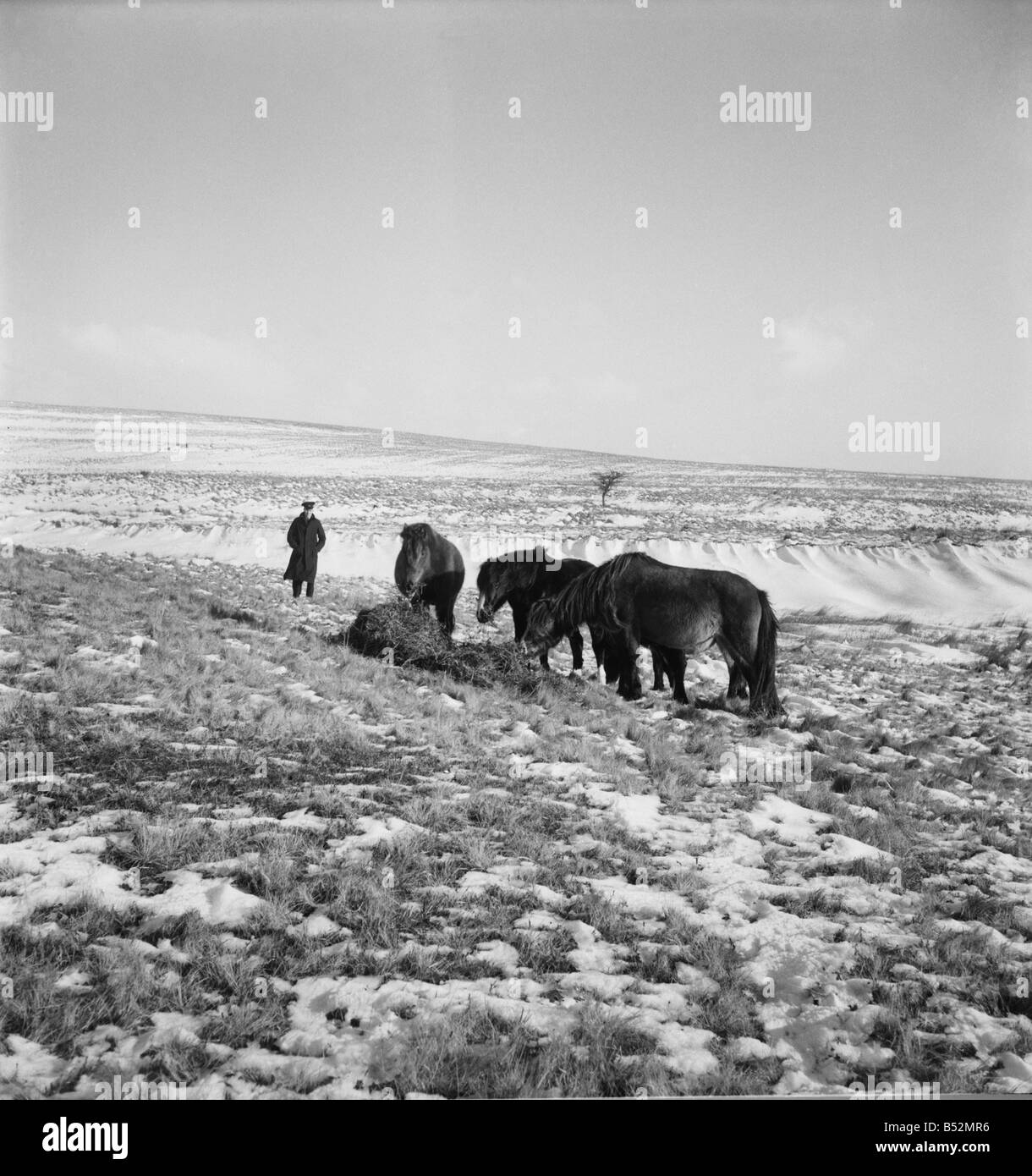 Welsh Ponies grazing in the fields after a heavy snowfall. December 1952 C6064-006 Stock Photo