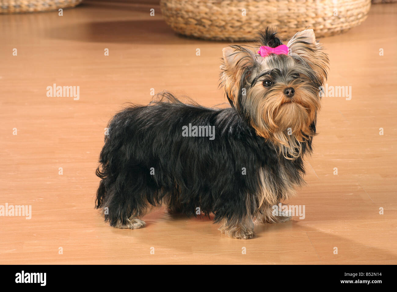 yorkshire terrier puppy - standing Stock Photo