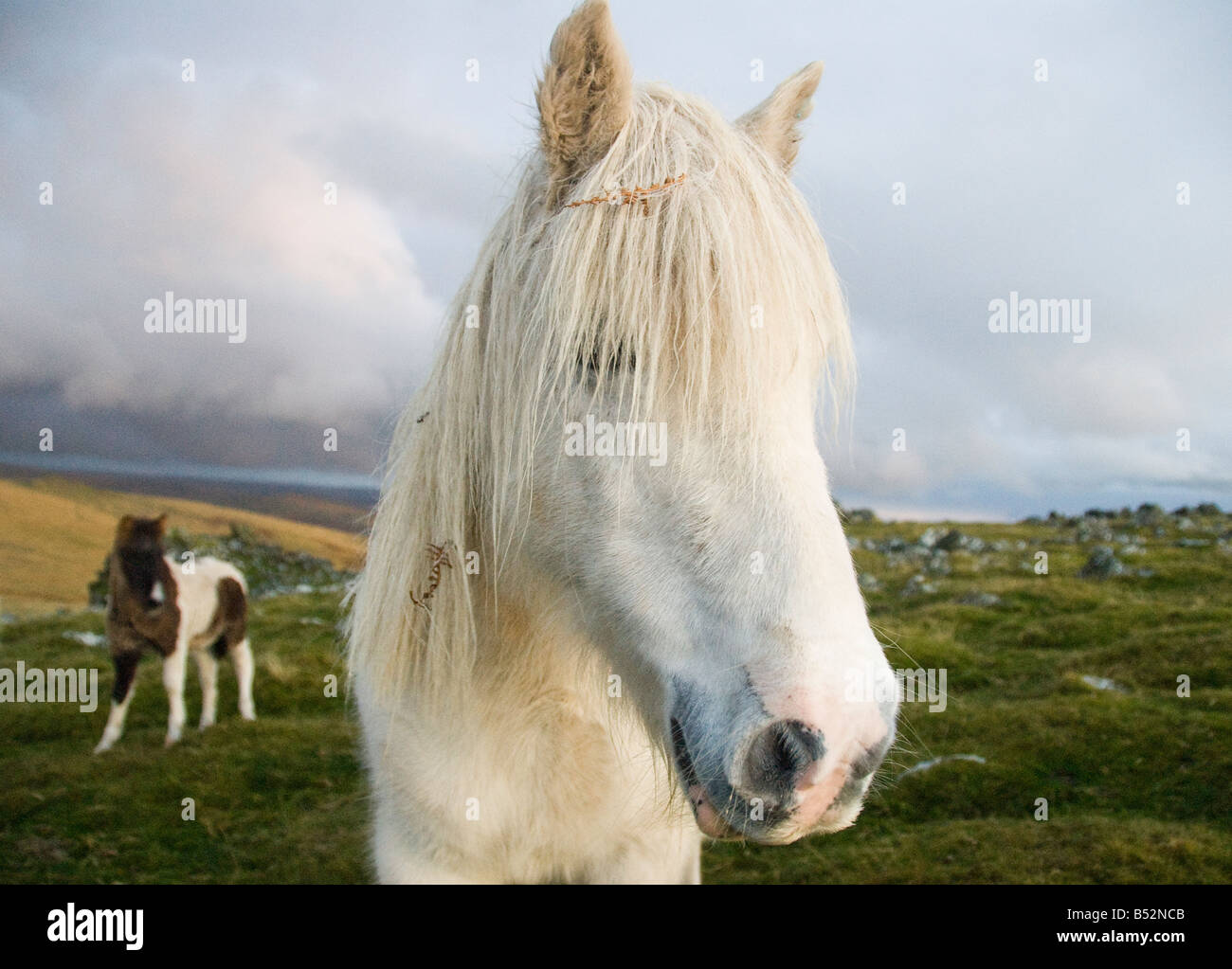 Wild ponies on Dartmoor in Devon Stock Photo