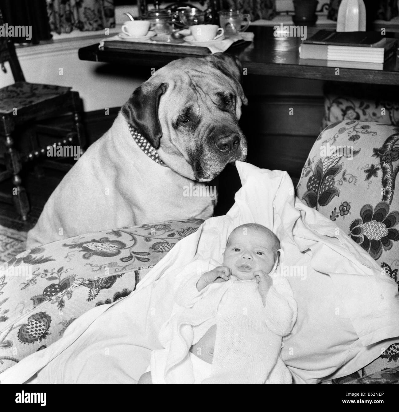 Bull Mastiff Dog with and Baby Caroline Poran. June 1953 D3162 Stock Photo  - Alamy