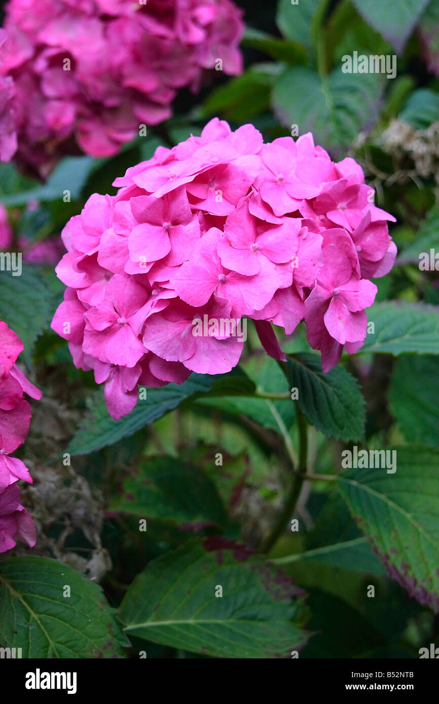 Pink Hydrangea Flower Stock Photo Alamy