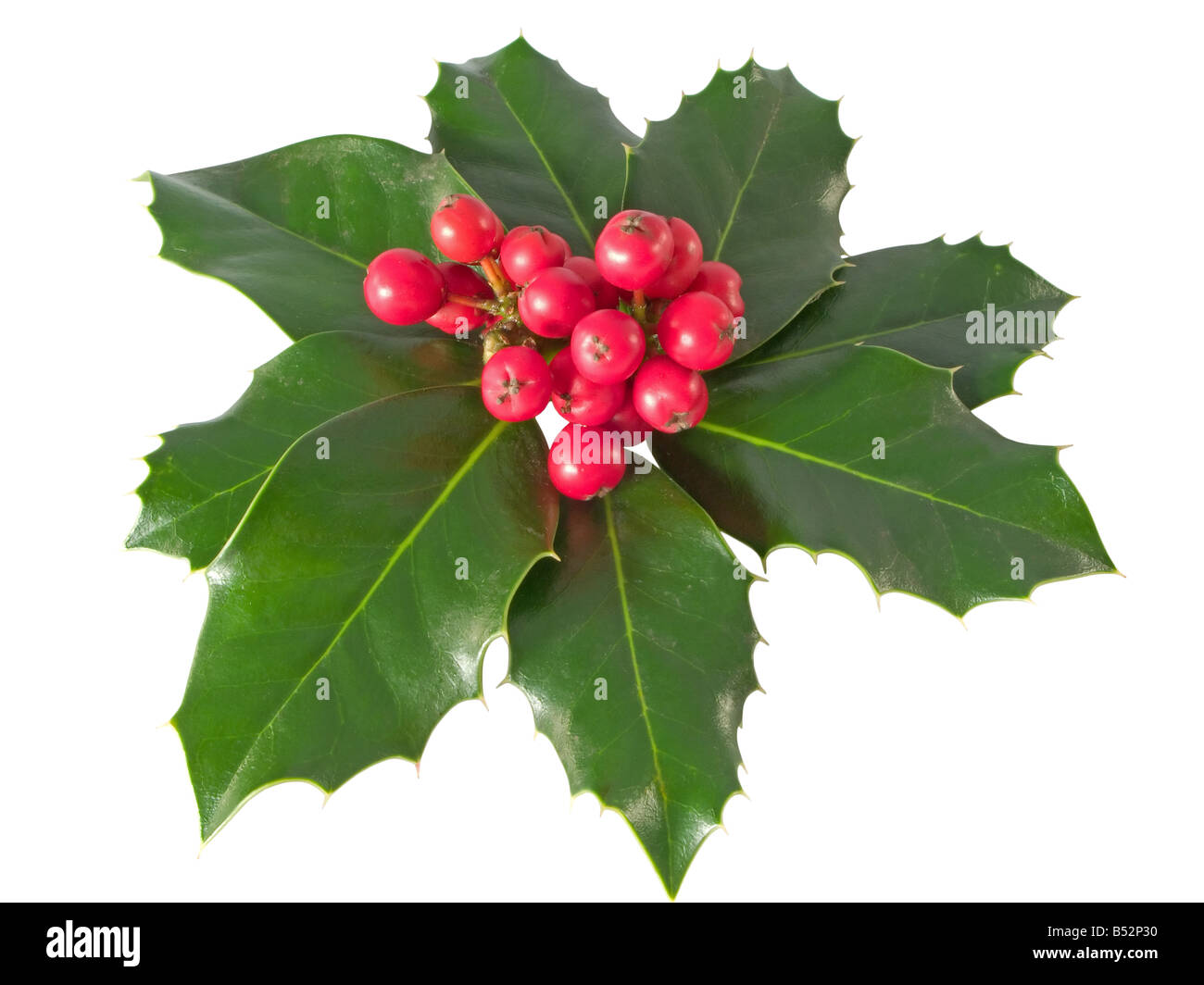 Holly Berry isolated on a white background Stock Photo