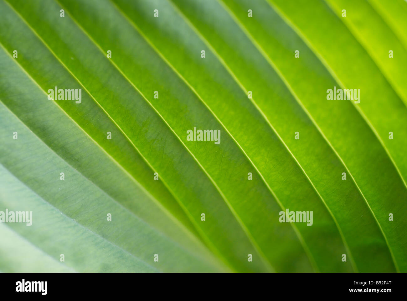 Close-up backlit detail of a Hosta Leaf. Stock Photo