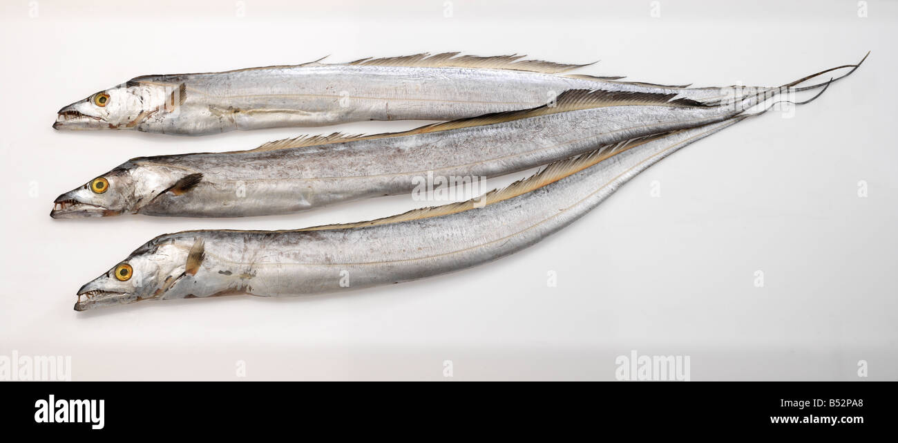 Ribbon fish hi-res stock photography and images - Alamy