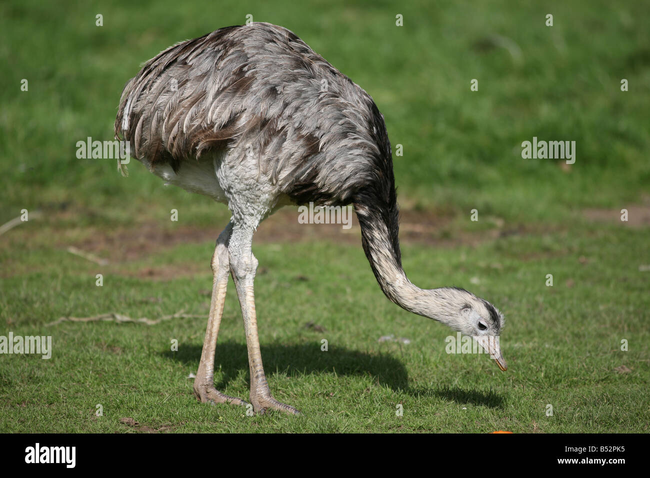 The Greater Rhea (Rhea americana) Stock Photo