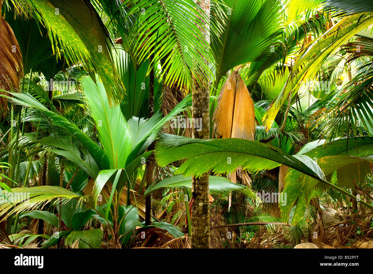 Vallee de Mai national park in Praslin island Seychelles Stock Photo ...