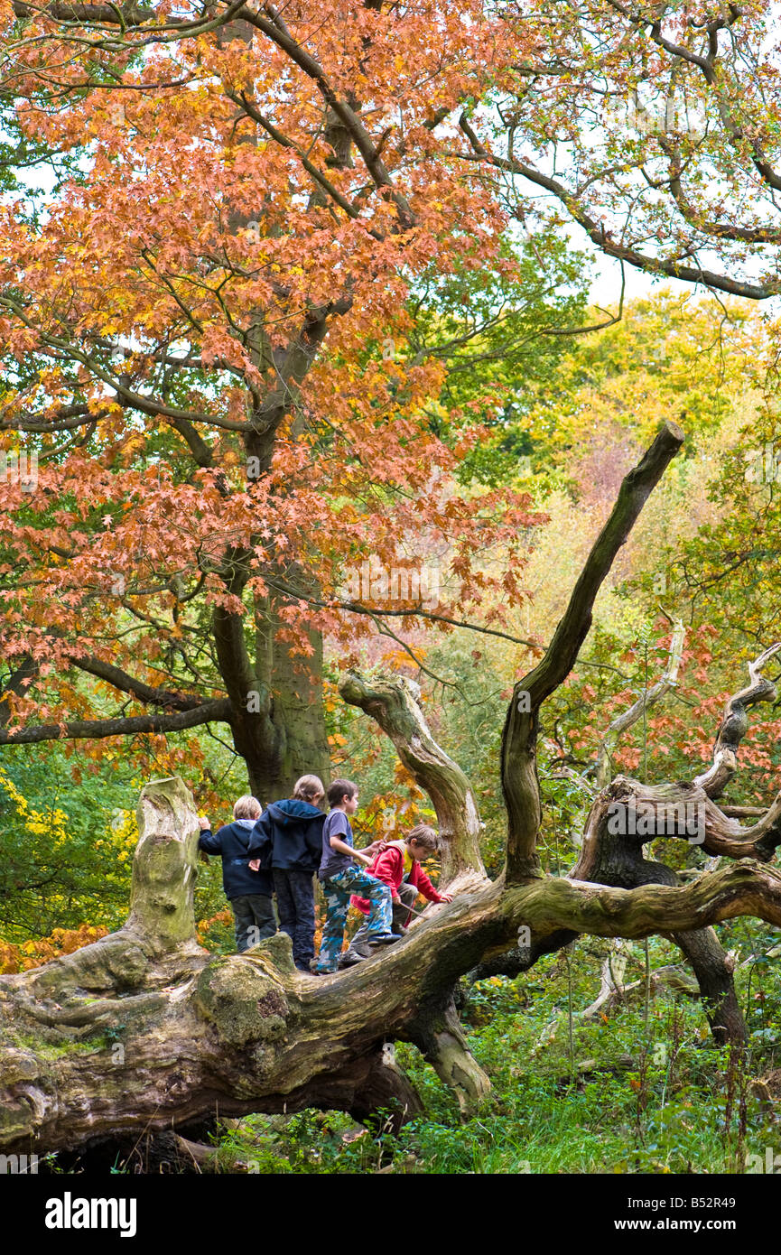 Young boys playing on fallen tree and Autumn colours on Hampstead Heath ...