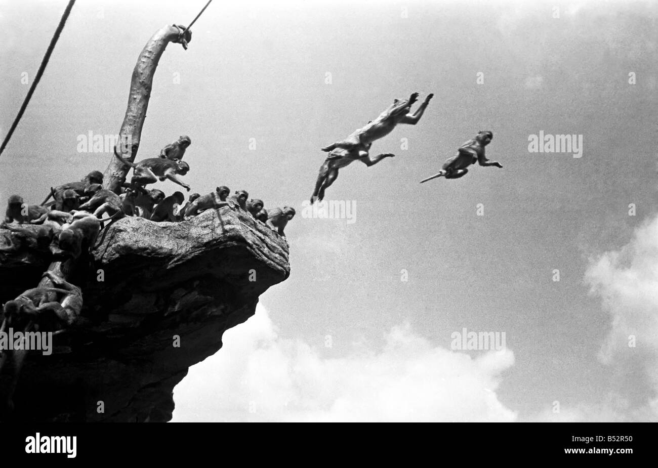 High jumps and long jumps come as very little effort to the monkeys on