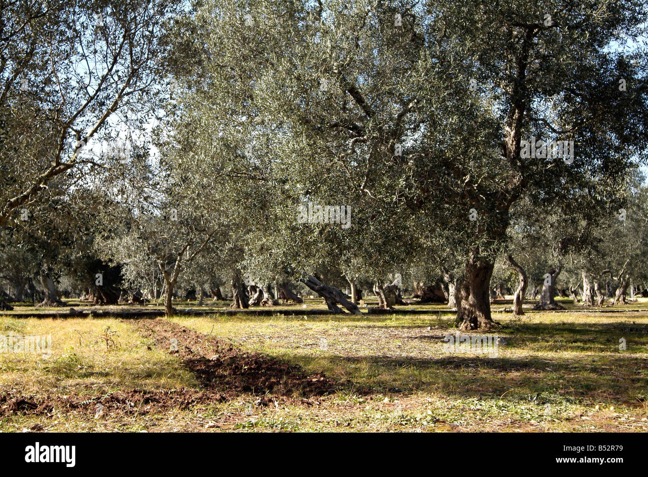 Olive trees of salento hi-res stock photography and images - Alamy