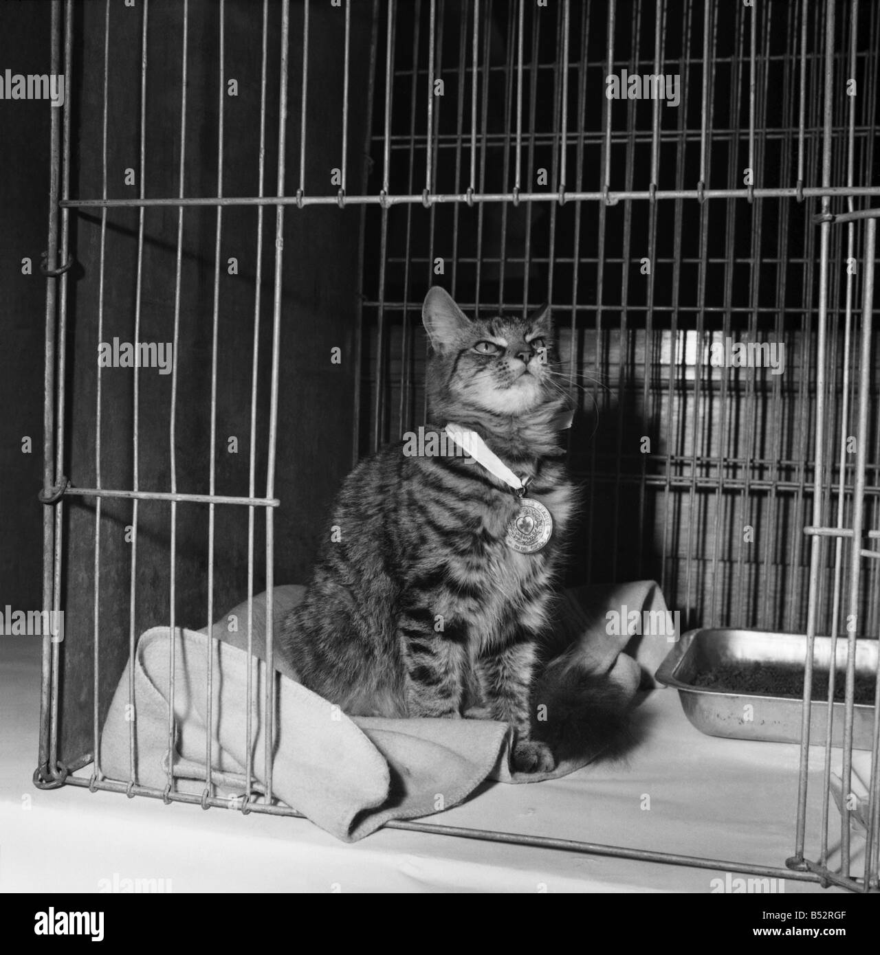 Winner at a Cat Show shows off his medal. September 1952 C4618001