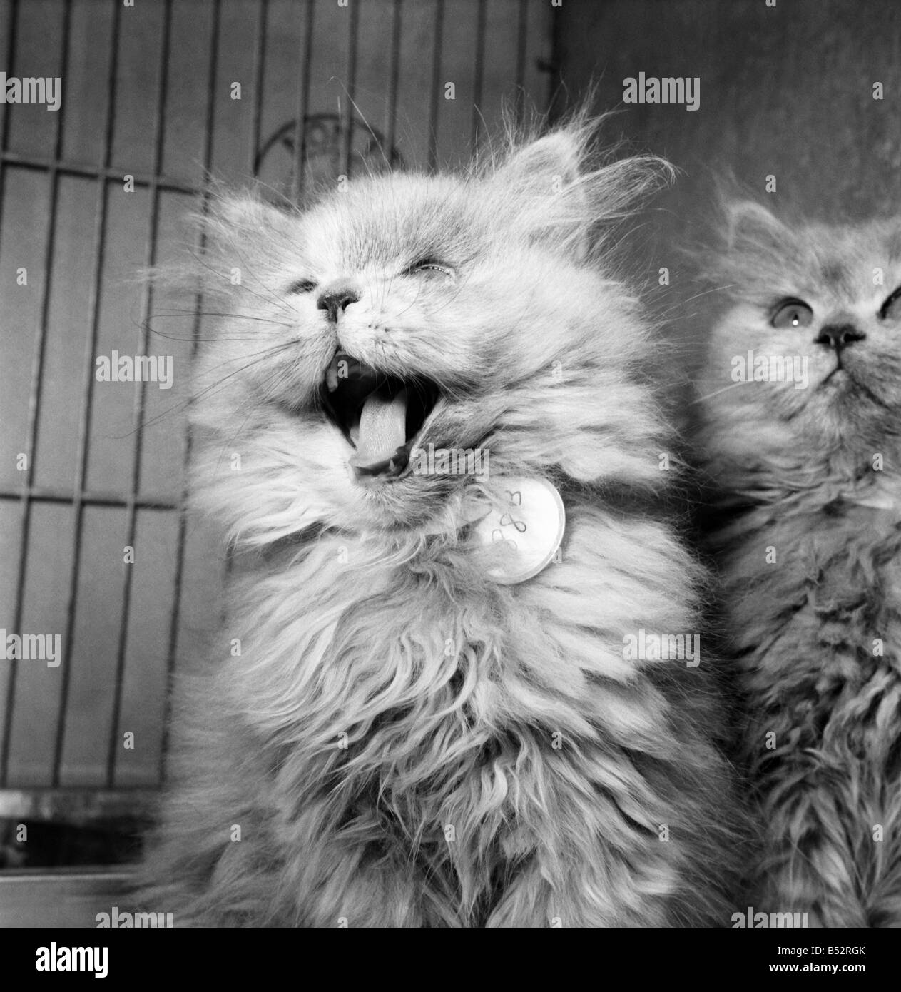 Winner cat show hires stock photography and images Alamy