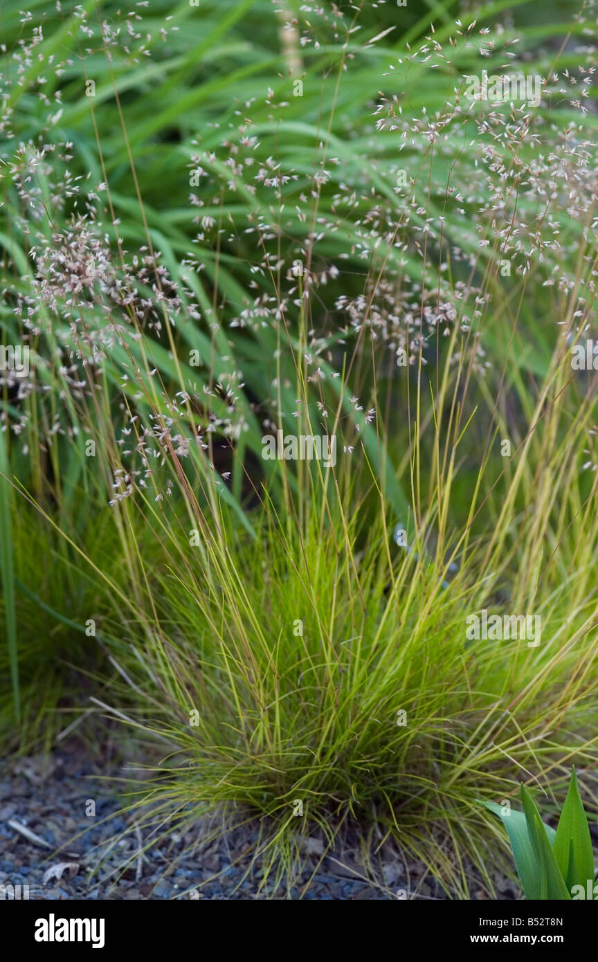 DESCHAMPSIA FLEXUOSA TATRA GOLD Stock Photo