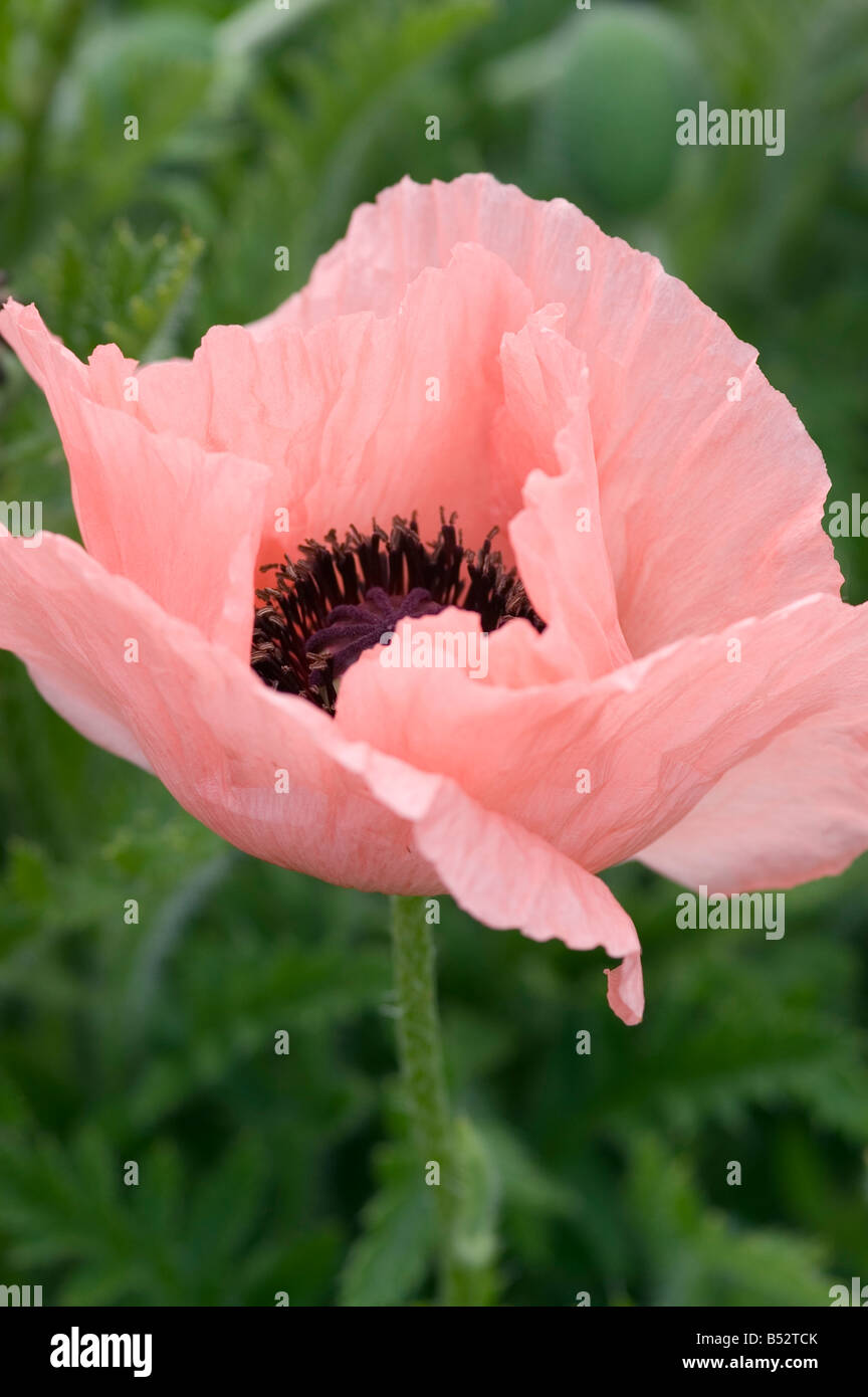 PAPAVER ORIENTALE HELEN ELIZABETH ORIENTAL POPPY Stock Photo