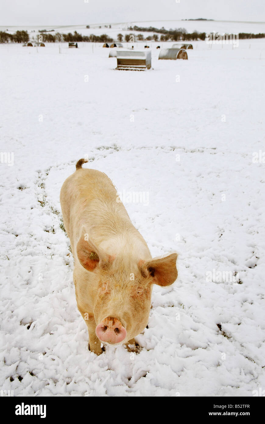 pic martin phelps 06 04 08 wiltshire eastbrook farm organic pigs bishopstone wilts pigs rooting in the snow Stock Photo