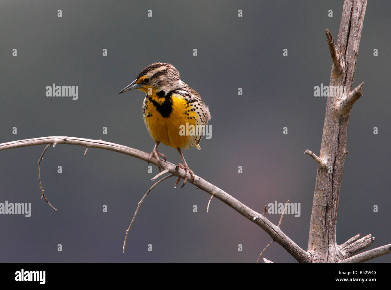 Western Meadowlark Sturnella neglecta perched on a dead tree branch on ...