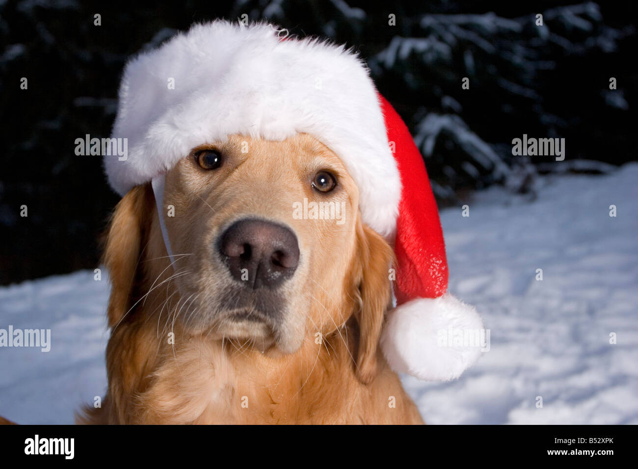 Golden Retriever Dogs outside wearing Santa hats in snow Homer Alaska