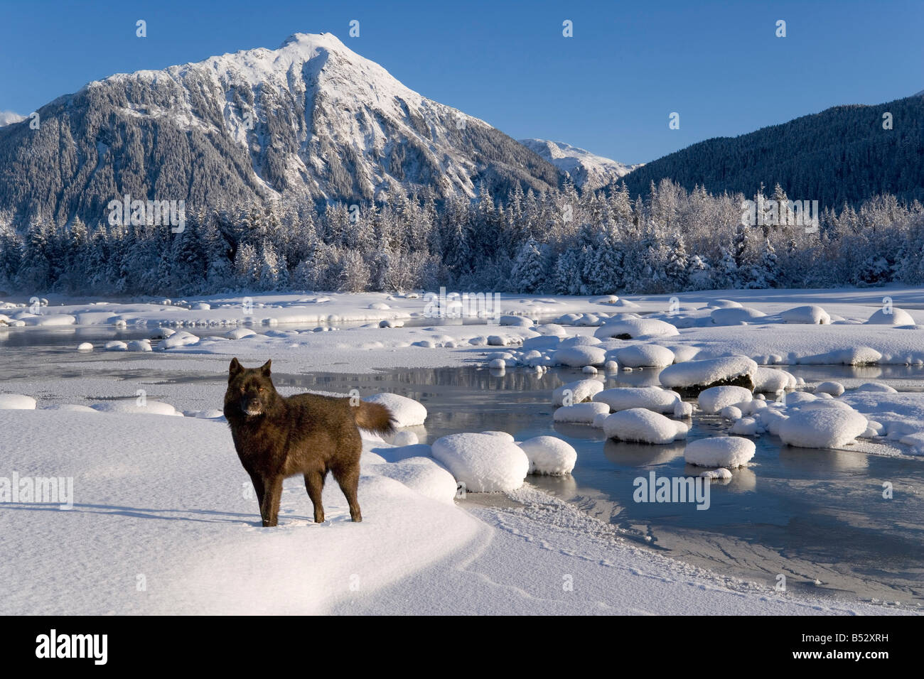 Archipelago Wolf in black color phase standing on snow along bank of ...