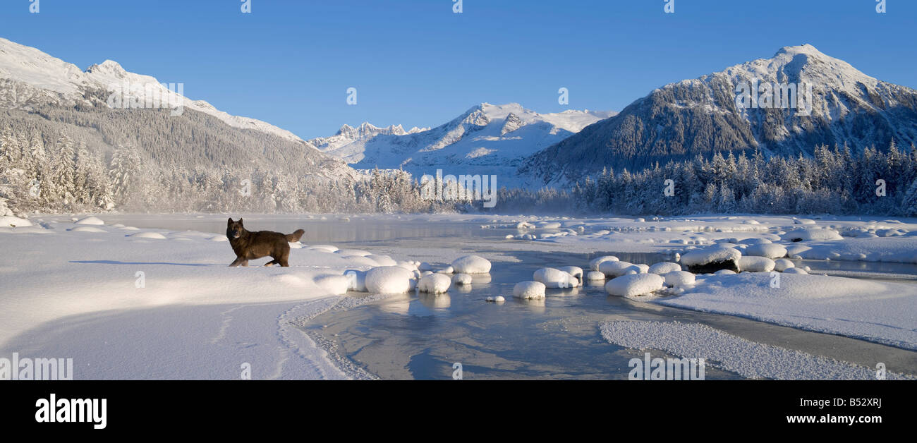 Archipelago Wolf in black color phase standing on snow along bank of ...