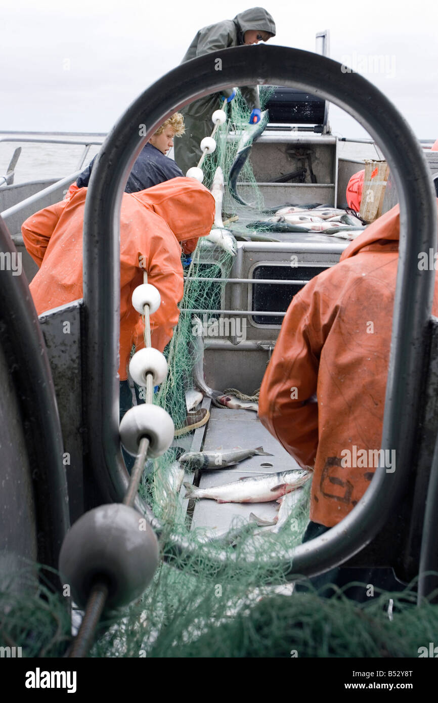 Commercial fisherman untangle sockeye salmon from a aboard a