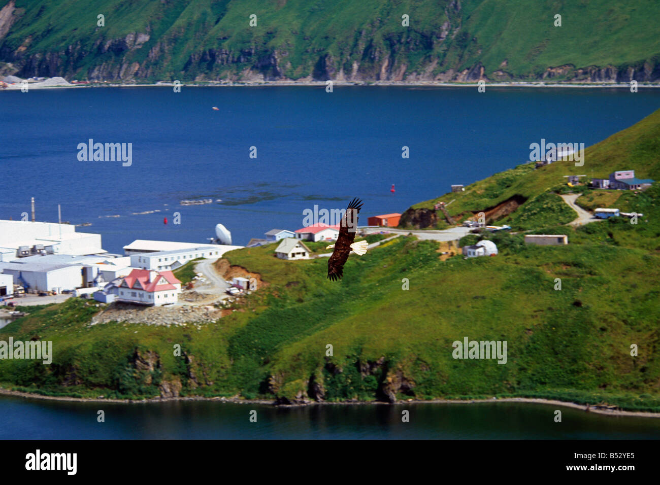 Aerial view of Bald Eagle flying over Unalaska & Dutch Harbor Alaska