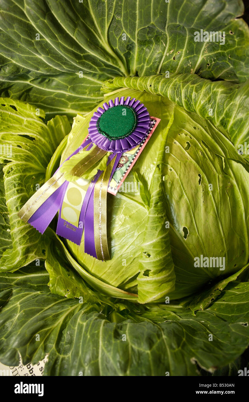 Close up of award winning giant cabbage at Alaska State Fair Stock Photo