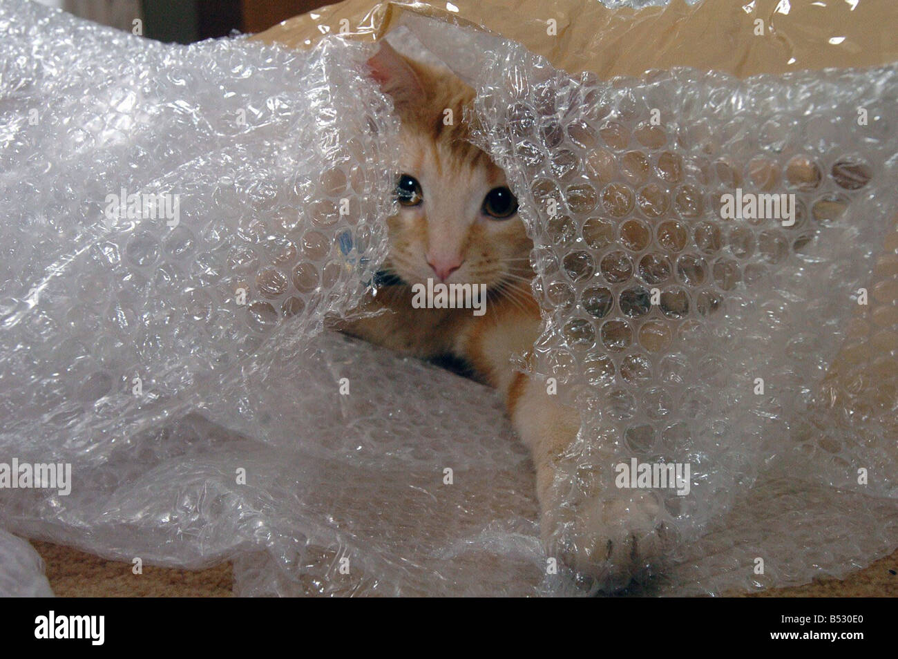 Stan the cat in bubble wrap Stock Photo - Alamy