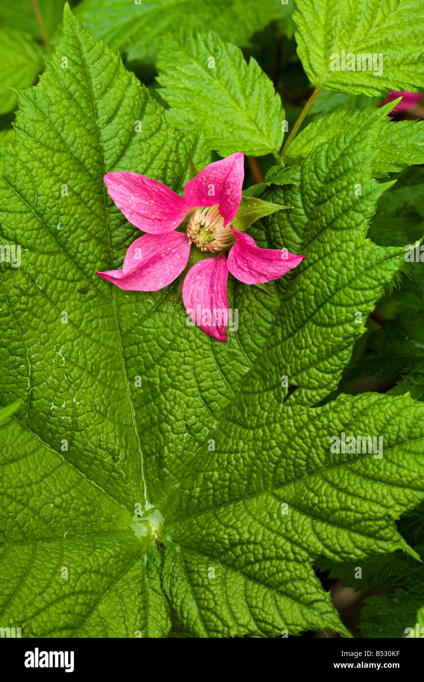 Pink Salmon Berry flower resting on Devils Club leaf Cordova Alaska