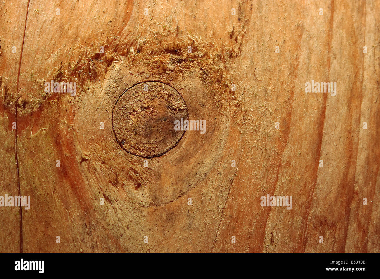 Wood knot and wood grain Stock Photo Alamy