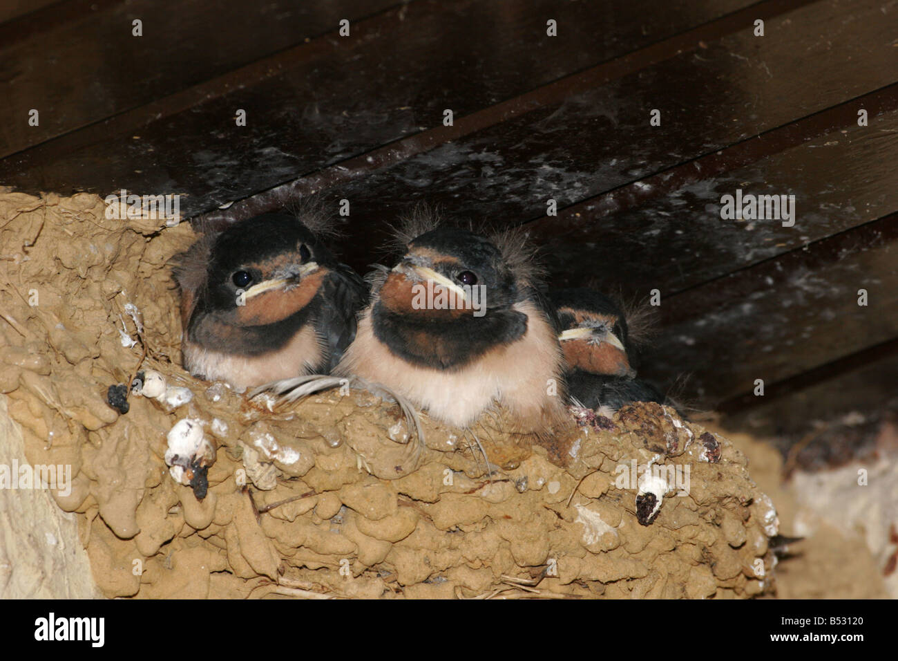 Swallows Hirundo rustica young sitting in nest built in roof of