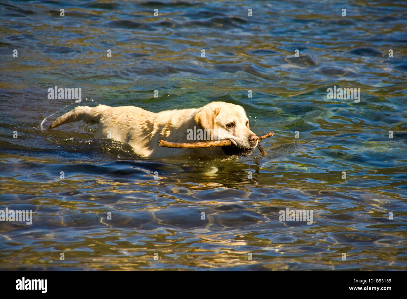 Labrador retriever dog retrieving a stick at the Lacar lake, San Martin de los Andes, Patagonia, Argentina. Stock Photo