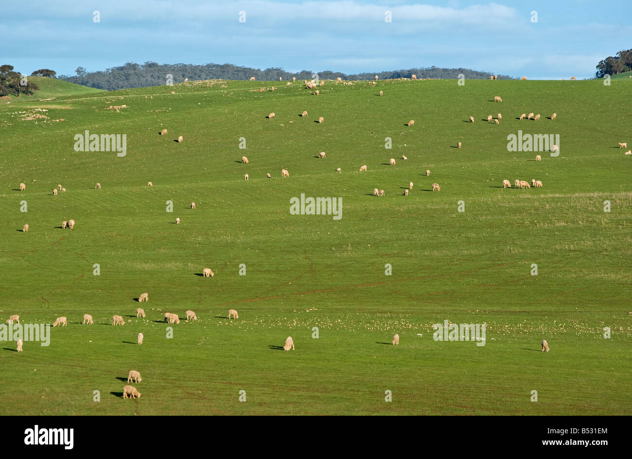 great image of sheep in rolling green hills of grass Stock Photo - Alamy