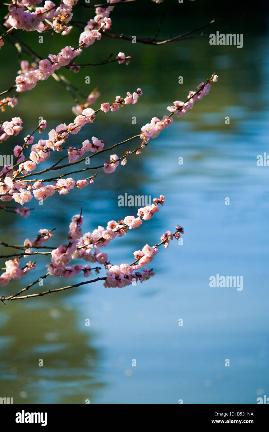 Cherry flowers blossoms and lake Stock Photo
