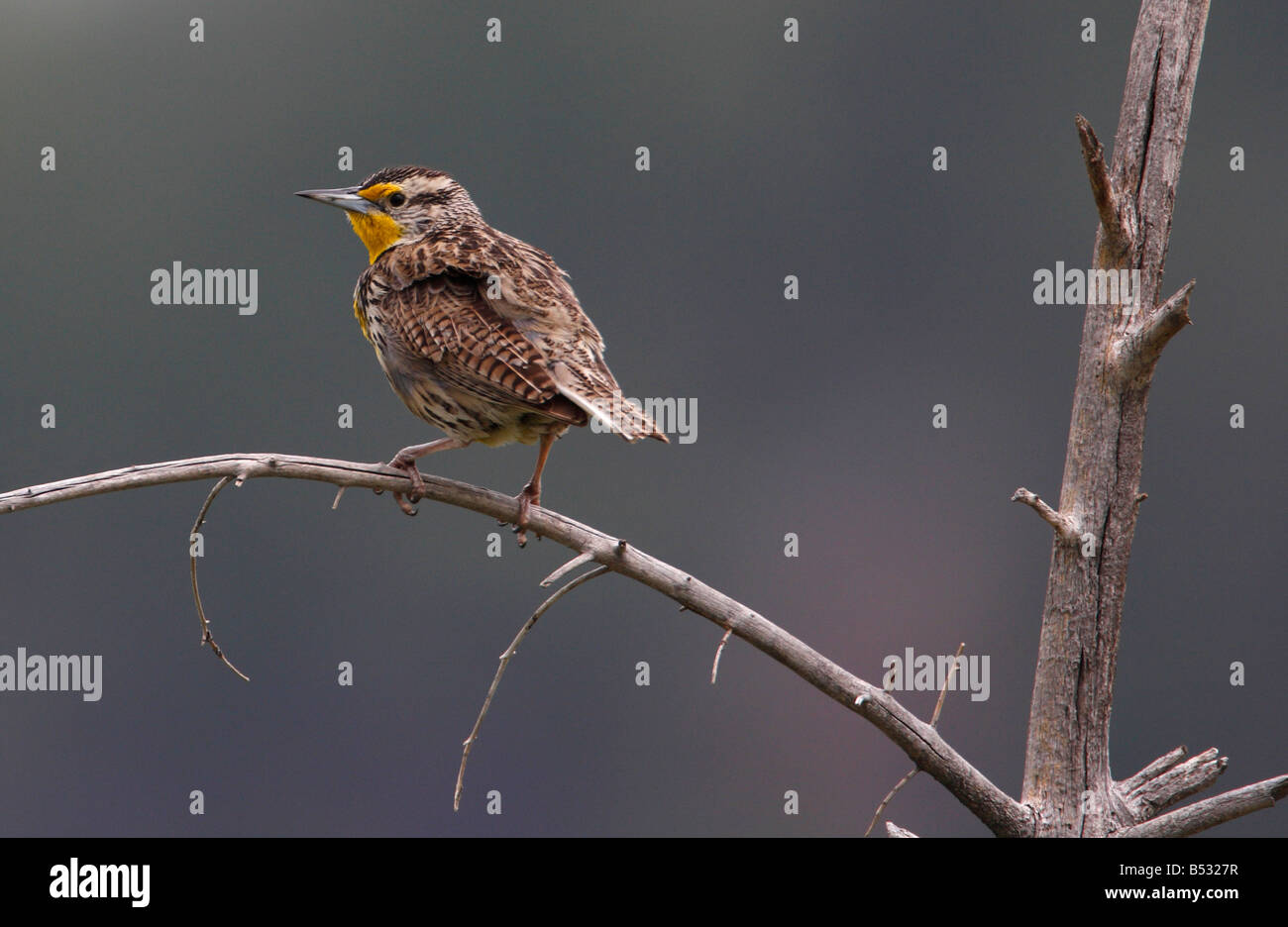 Sturnella neglecta hi-res stock photography and images - Alamy