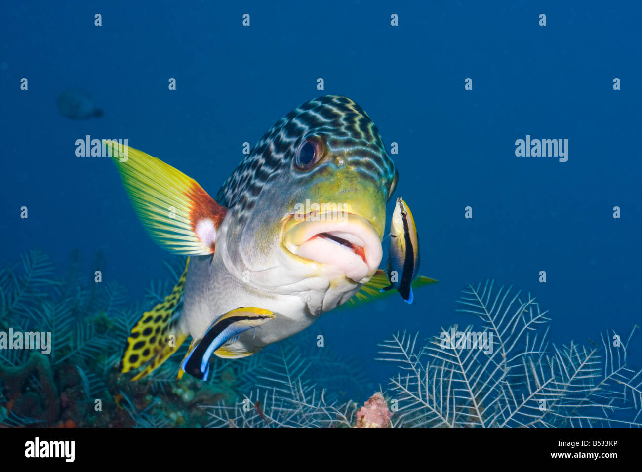 A lined sweetlips with two cleaner wrasse giving it a look over for parasites, Komodo, Indonesia. Stock Photo