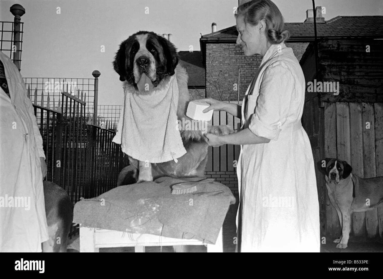 Miss Gladys Wilmot 'dry-cleans' St. Bernard dogs Apollo and Pericles, bound for the Crufts dog show. ;February 1951 ;B634-001 Stock Photo