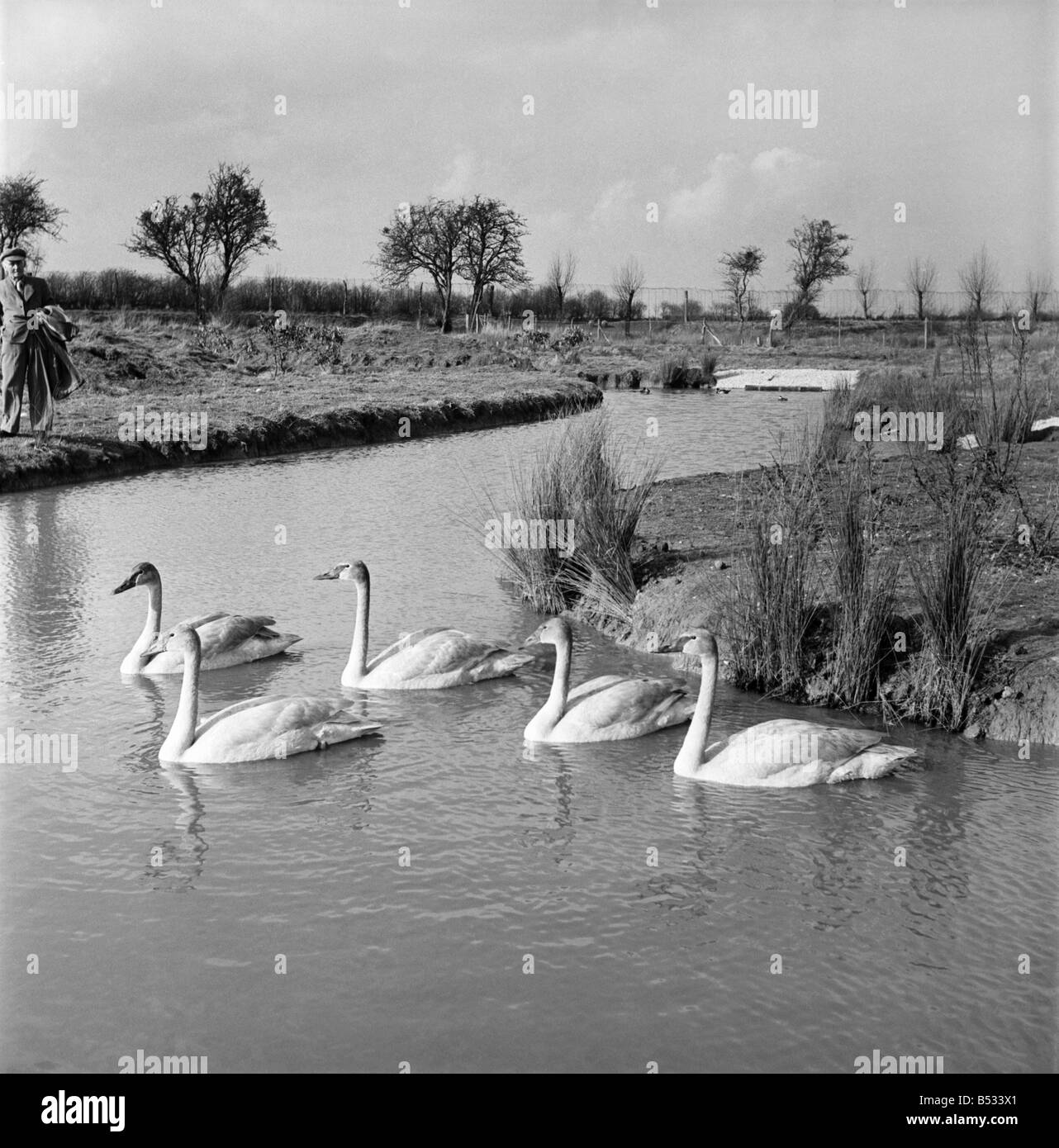 Swans at the Seven Wildfowl Trust at Sunbridge, Gloucestershire. &#13;&#10;March 1952 &#13;&#10;C1236-001 Stock Photo