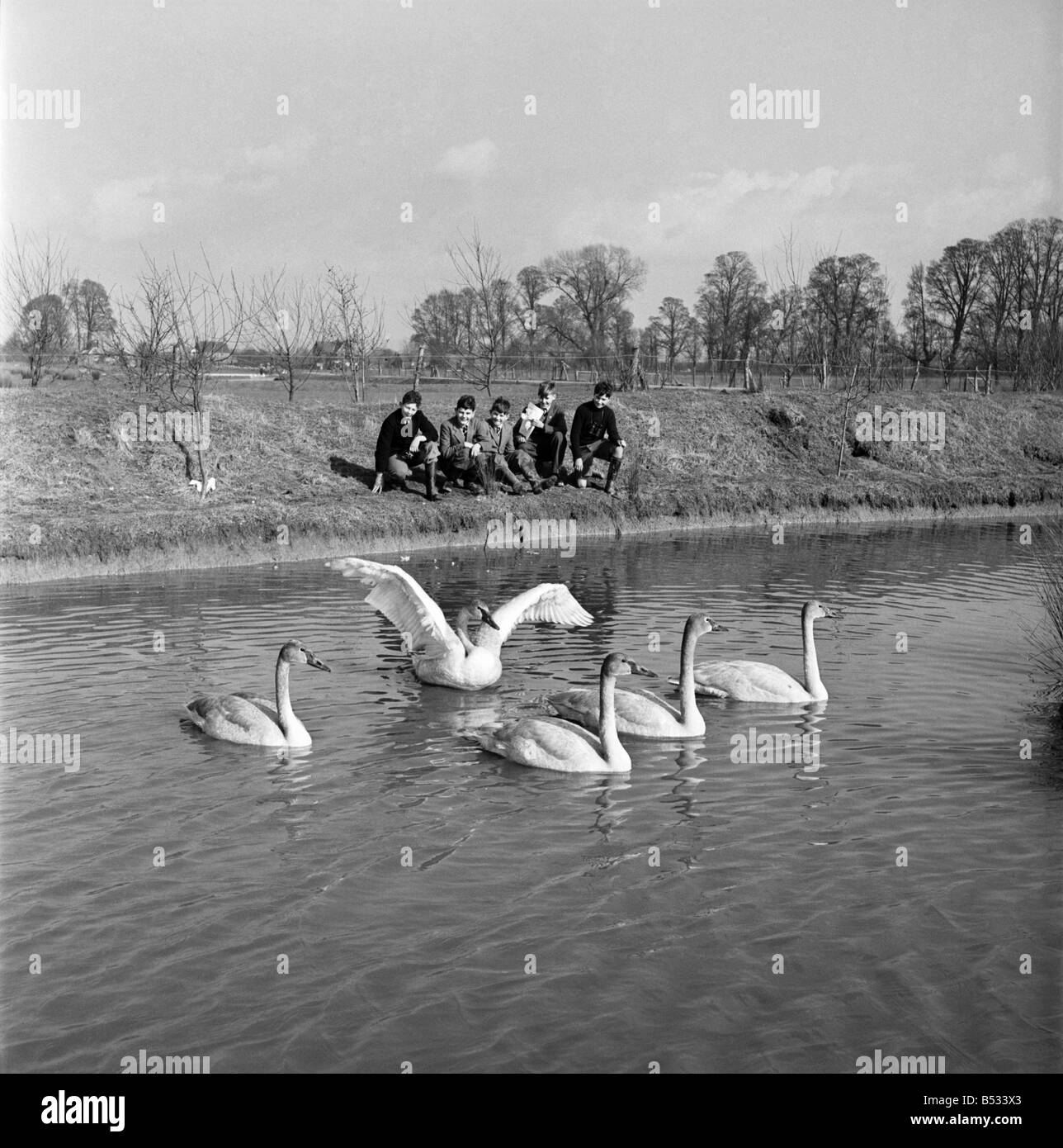 Swans at the Seven Wildfowl Trust at Sunbridge, Gloucestershire. &#13;&#10;March 1952 &#13;&#10;C1236 Stock Photo