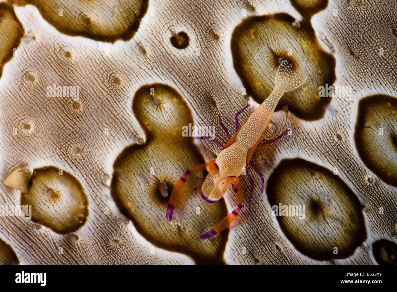 The imperial shrimp, Periclemenes imperator, on a sea cucumber, Bohadschia argus, Indonesia. Stock Photo
