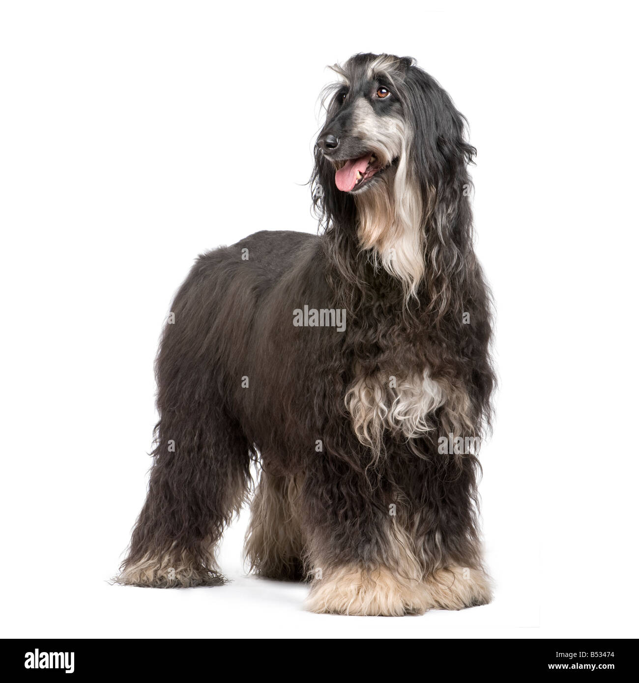 Afghan Hound 7 years in front of a white background Stock Photo