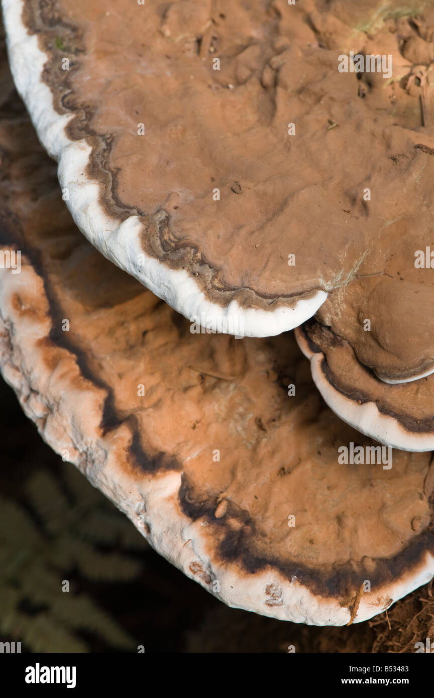 Bracket Fungus Stock Photo