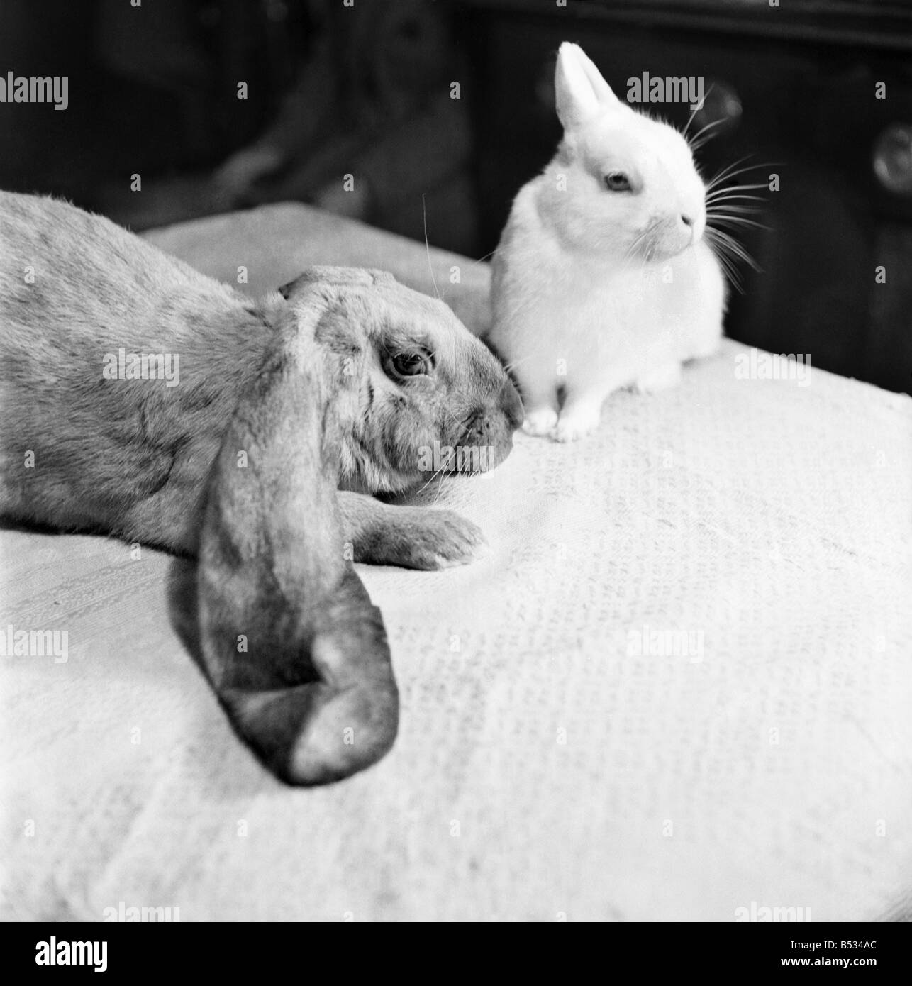 Big ears has it all wrapped up. Lop-eared Rabbits 'Goofy' and 'Whimsical Whoopy' on the sofa. September 1952 C4546-001 Stock Photo