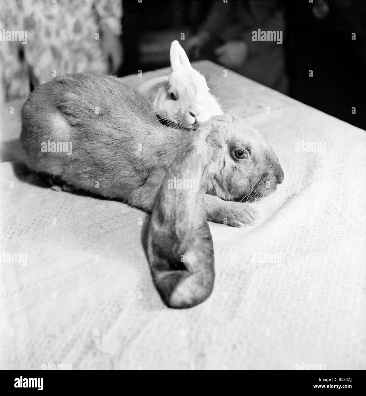 Big ears has it all wrapped up. Lop-eared Rabbits 'Goofy' and 'Whimsical Whoopy' on the sofa. September 1952 C4546-002 Stock Photo